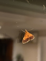 Pyrausta bicoloralis