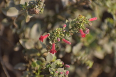 Galvezia fruticosa