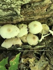 Leucocoprinus cepistipes