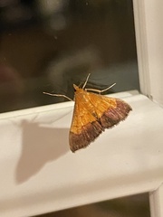 Pyrausta bicoloralis