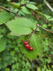 Viburnum edule