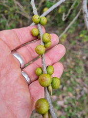 Ficus virens