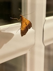 Pyrausta bicoloralis