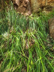 Scirpus microcarpus