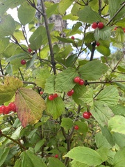 Viburnum edule