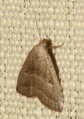 Hypenodes fractilinea