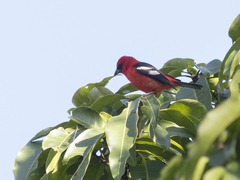 Piranga leucoptera