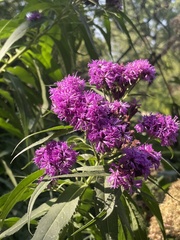 Vernonia fasciculata