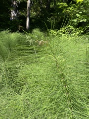 Equisetum telmateia