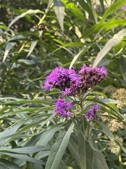 Vernonia fasciculata