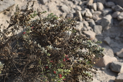 Galvezia fruticosa
