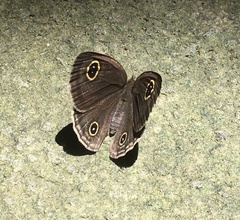 Ypthima multistriata