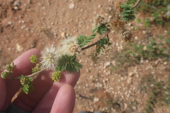 Mimosa aculeaticarpa