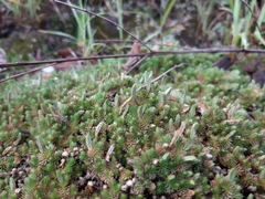 Lycopodiopsida