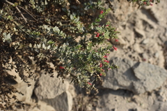 Galvezia fruticosa