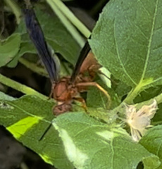 Polistes rubiginosus