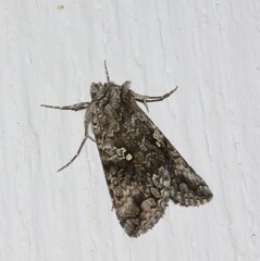 Syngrapha octoscripta