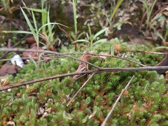 Lycopodiopsida
