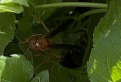 Polistes rubiginosus