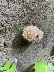 Pseudoinonotus dryadeus