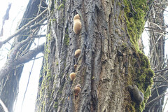 Phellinus igniarius