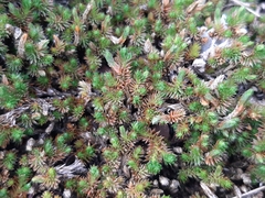 Lycopodiopsida