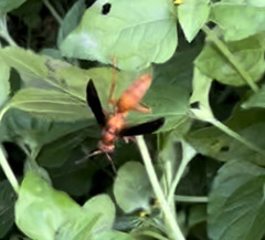 Polistes rubiginosus