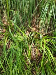 Scirpus microcarpus