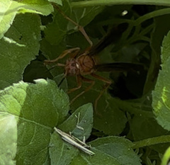 Polistes rubiginosus