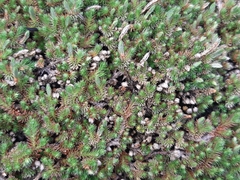 Lycopodiopsida