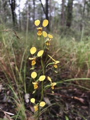 Diuris chrysantha