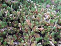 Lycopodiopsida