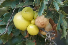 Andricus quercuscalifornicus