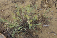 Euphorbia seguieriana