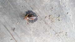 Ammotrechidae