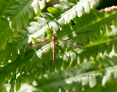Platytipula