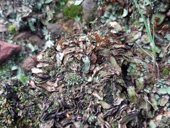 Plagiochasma rupestre