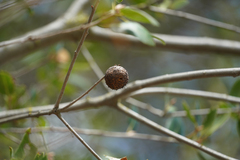 Amphibolips quercuspomiformis