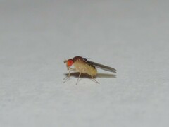 Drosophilidae