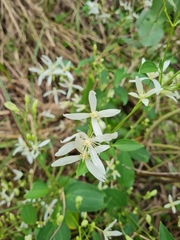 Clematis glycinoides