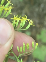 Solidago