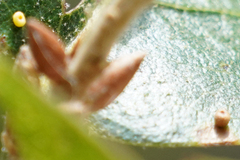 Dryocosmus minusculus