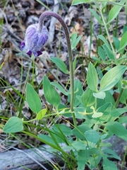 Clematis hirsutissima