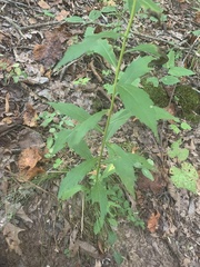 Solidago