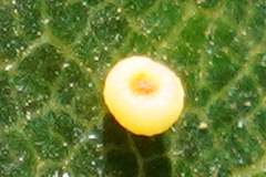 Dryocosmus minusculus