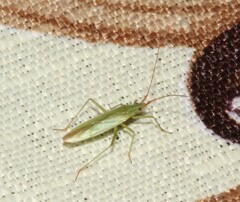 Trigonotylus