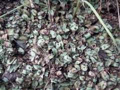 Plagiochasma rupestre
