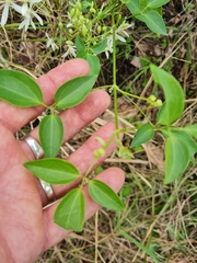 Clematis glycinoides