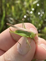 Orchelimum campestre