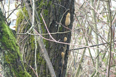 Phellinus igniarius